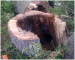 Stump of Ash tree
