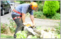 The tree surgeon and his chainsaw