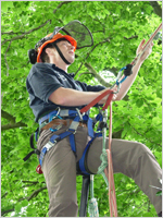Beech tree climbing